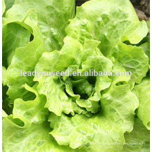 MLT08 Дэйка теплостойкий зеленый китайский салат семена семена овощных культур